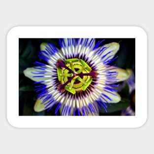 Passion Flower Summer Flowering Plant Sticker